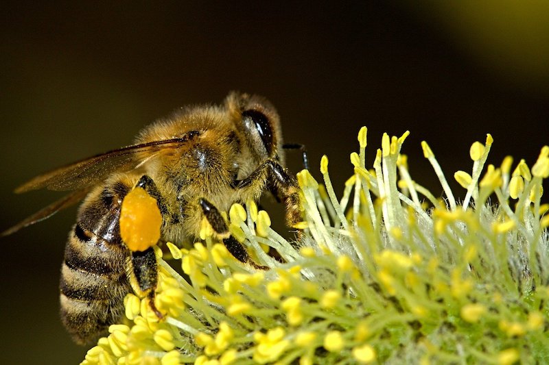 Foto van een bij met stuifmeelkorfjes op een bloem