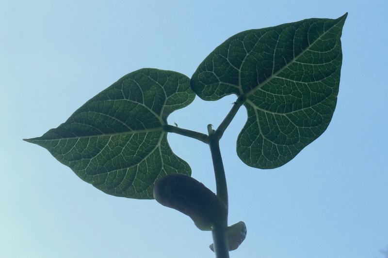 Foto van blauwe lucht met blad van een bonenplant