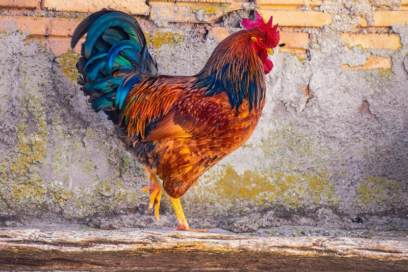 Foto van een haan voor een oude baksteenmuur