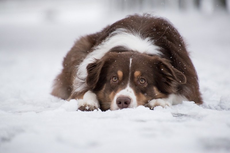 Foto van een hond in de sneeuw