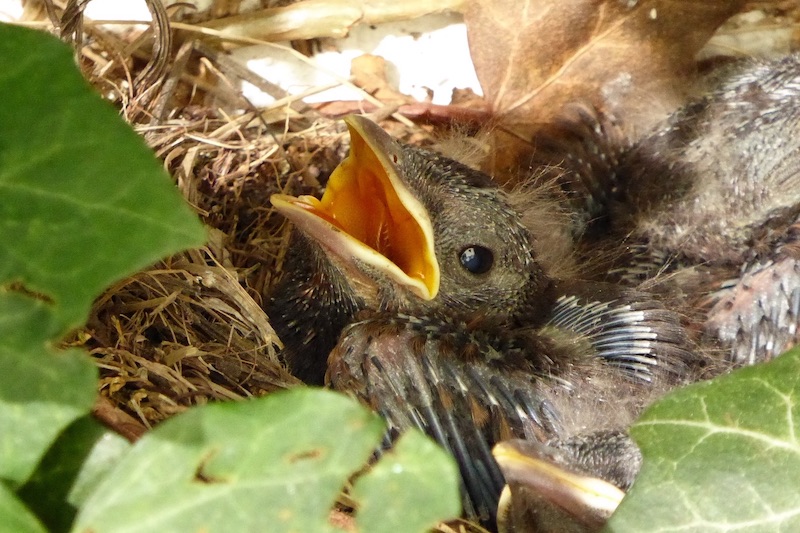 Foto van een merelkuiken in het nest