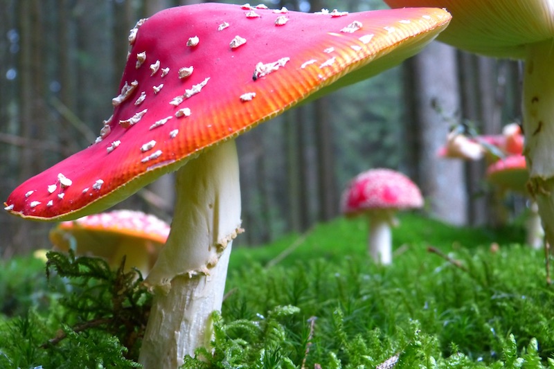 Foto van rode paddestoelen met witte stippen op het mos