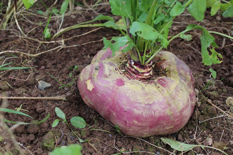 Foto van enorme raap in de grond