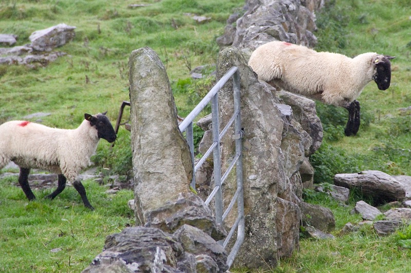 Foto van schapen die over een hek springen