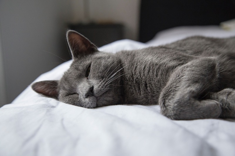 Foto van een slapende kat op een bed