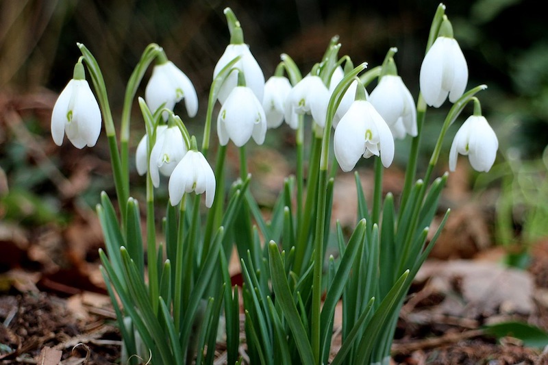 Foto van sneeuwklokjes