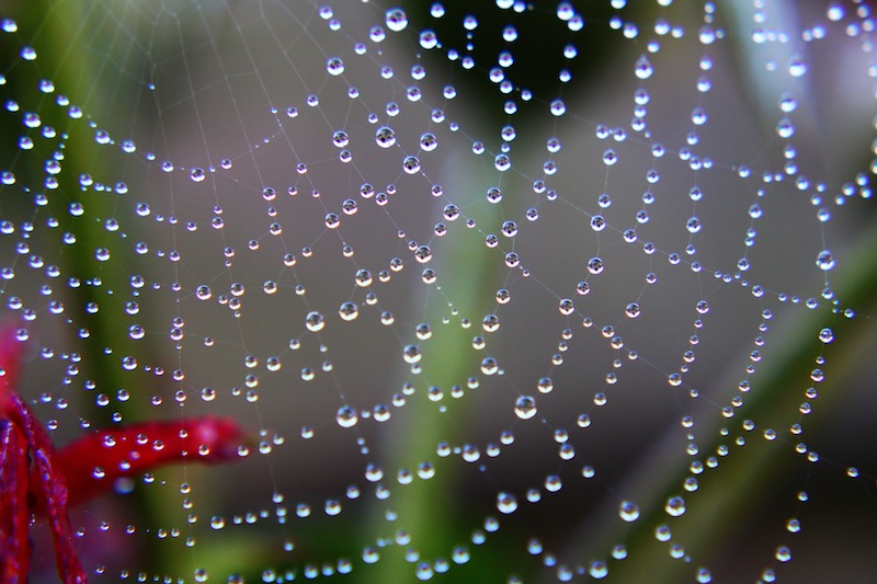 Foto van spinneweb met druppels