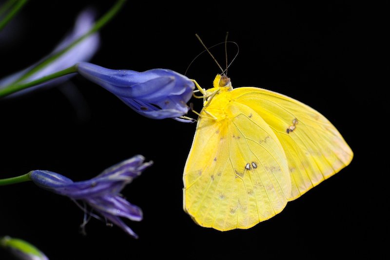 Foto van gele vlinder op blauwe bloem