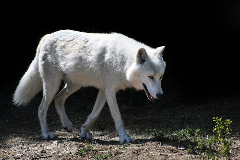 Foto van een witte wolf