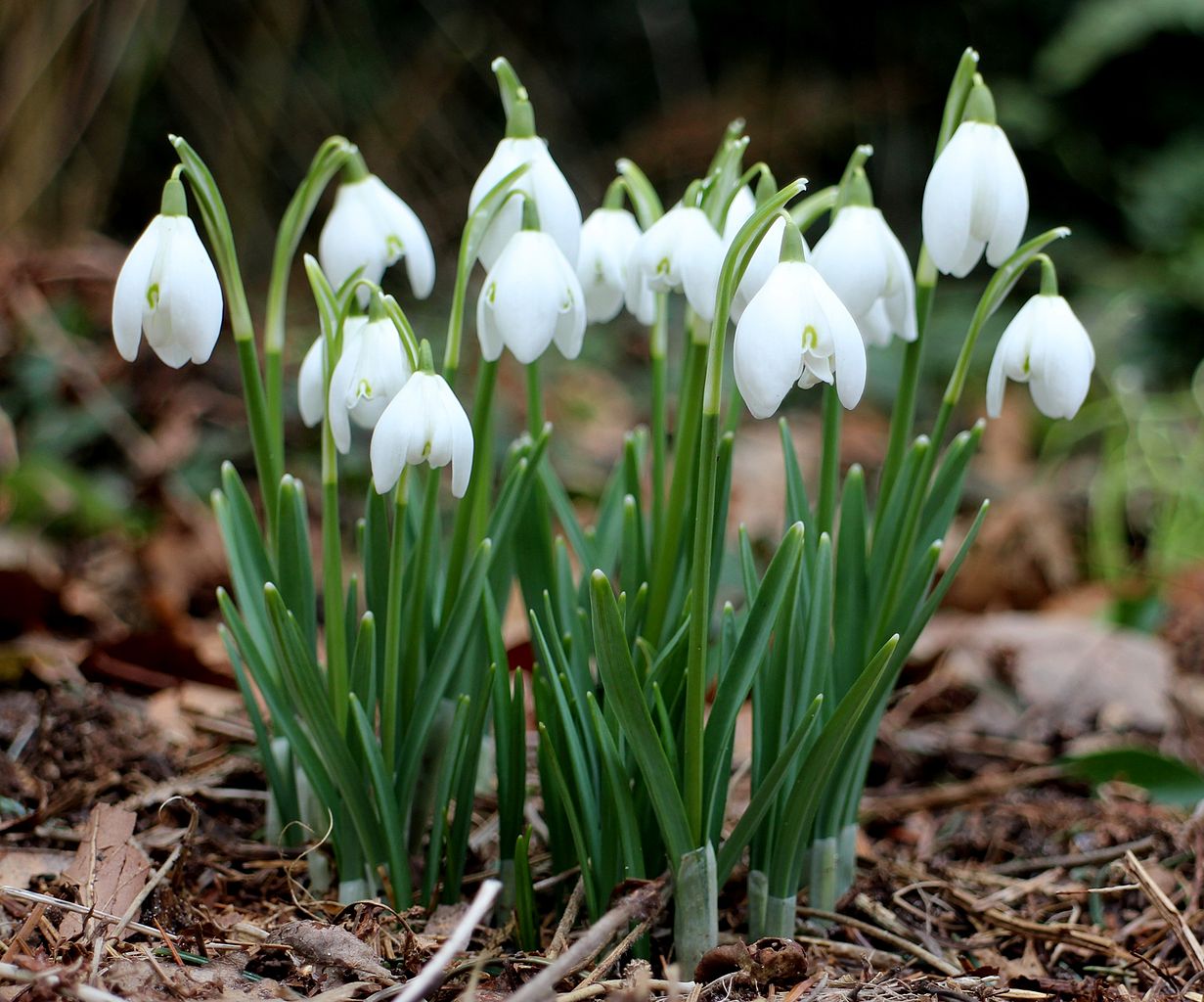 Galanthus nivalis sneeuwklok