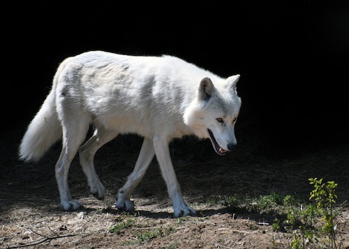 wiite wolf 500px